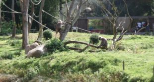 Zoo de tregomeur