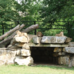Les lions du zoo de Planckendael