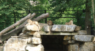 Les lions du zoo de Planckendael
