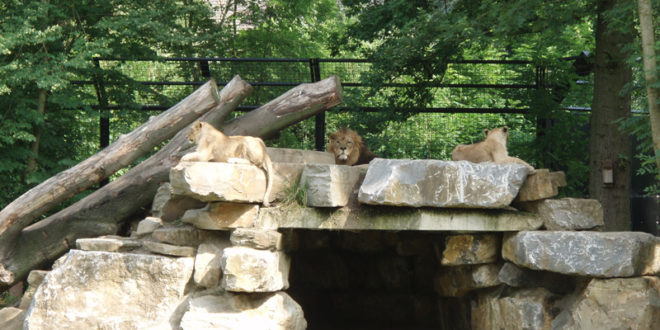 Les lions du zoo de Planckendael