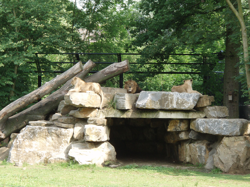 Les lions du zoo de Planckendael