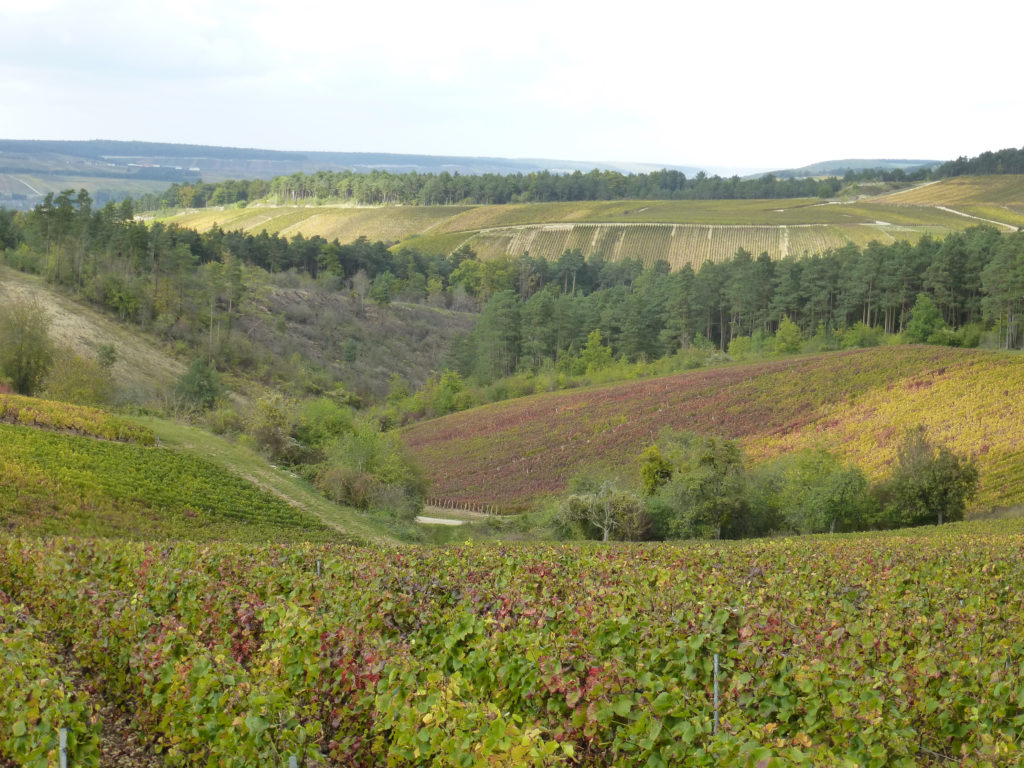 Vignes à Les Riceys