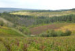 Vignes à Les Riceys