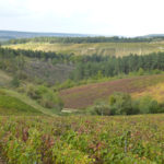 Vignes à Les Riceys