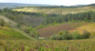 Vignes à Les Riceys