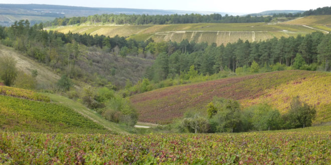 Vignes à Les Riceys