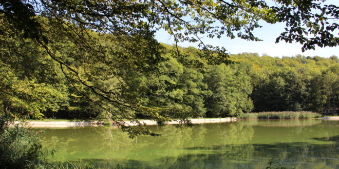 Etang du Moulin à Beaulieu-en-Argonne