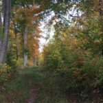 Forêt d'Argonne