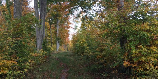 Forêt d'Argonne