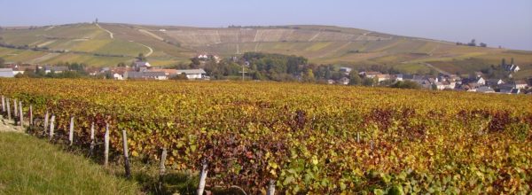 Les vignes du Sancerre
