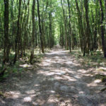 Forêt d'Orléans