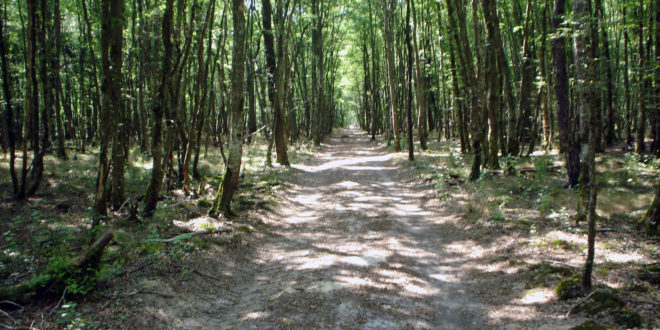 Forêt d'Orléans