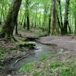 Forêt des Bertranges