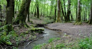 Forêt des Bertranges