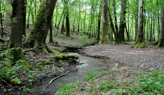 Forêt des Bertranges
