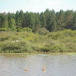 Parc naturel régional de la Brenne