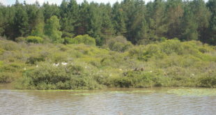 Parc naturel régional de la Brenne