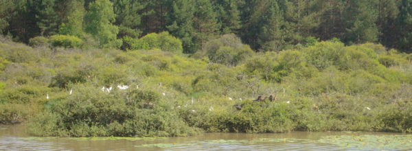 Parc naturel régional de la Brenne