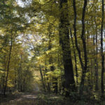Forêt domaniale de Châteauroux