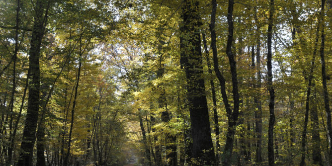 Forêt domaniale de Châteauroux