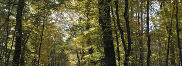 La forêt de Châteauroux