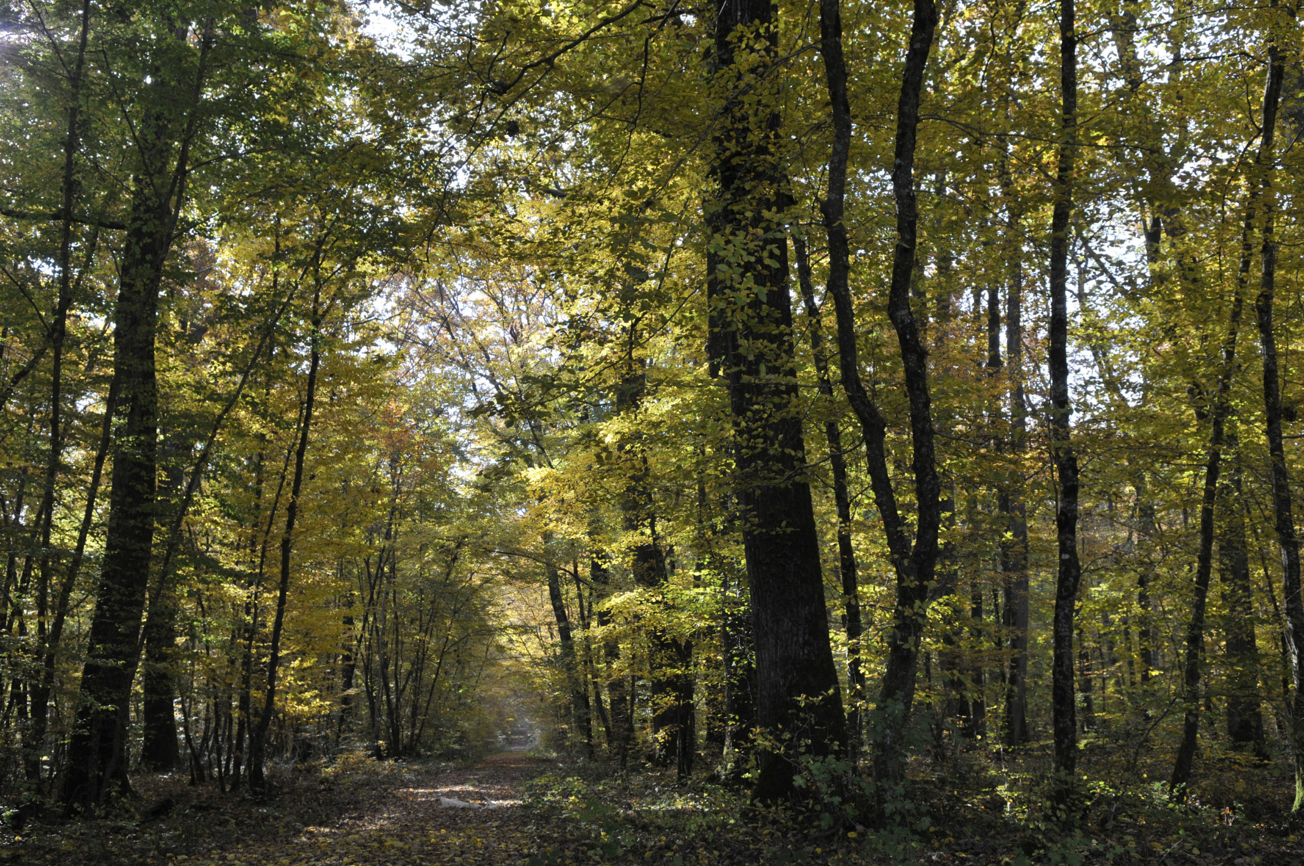Forêt domaniale de Châteauroux