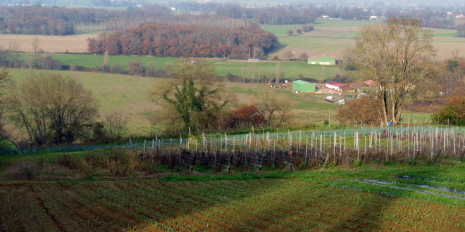 Coteaux de la Chalosse