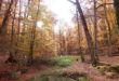 Vallon de l'Hermitière dans le Forêt de Bercé