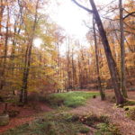 Vallon de l'Hermitière dans le Forêt de Bercé