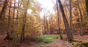 Vallon de l'Hermitière dans le Forêt de Bercé