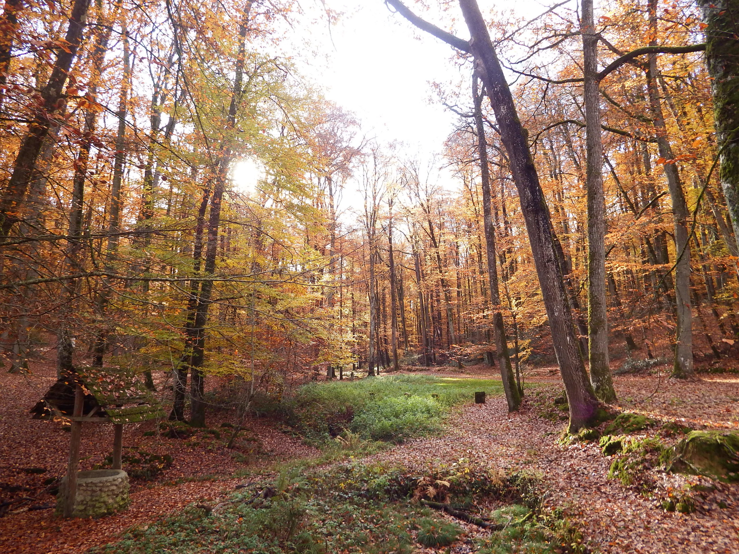 Vallon de l'Hermitière dans le Forêt de Bercé