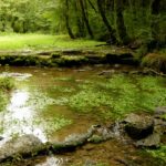 Source de l'Aube