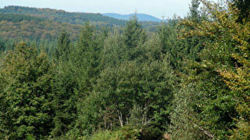 Forêt de Breuil-Chenue