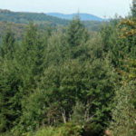 Forêt de Breuil-Chenue