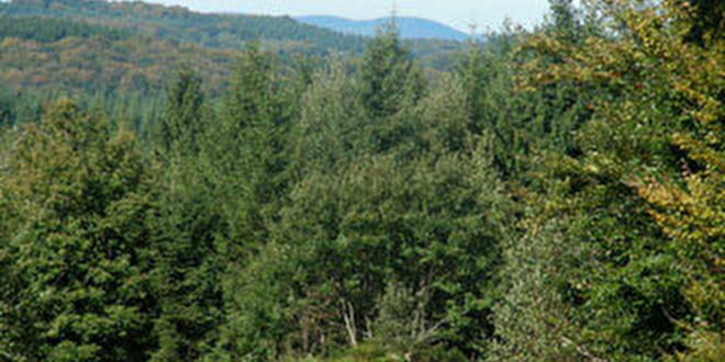 Forêt de Breuil-Chenue