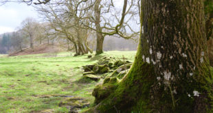 La campagne autour d'Ambleside