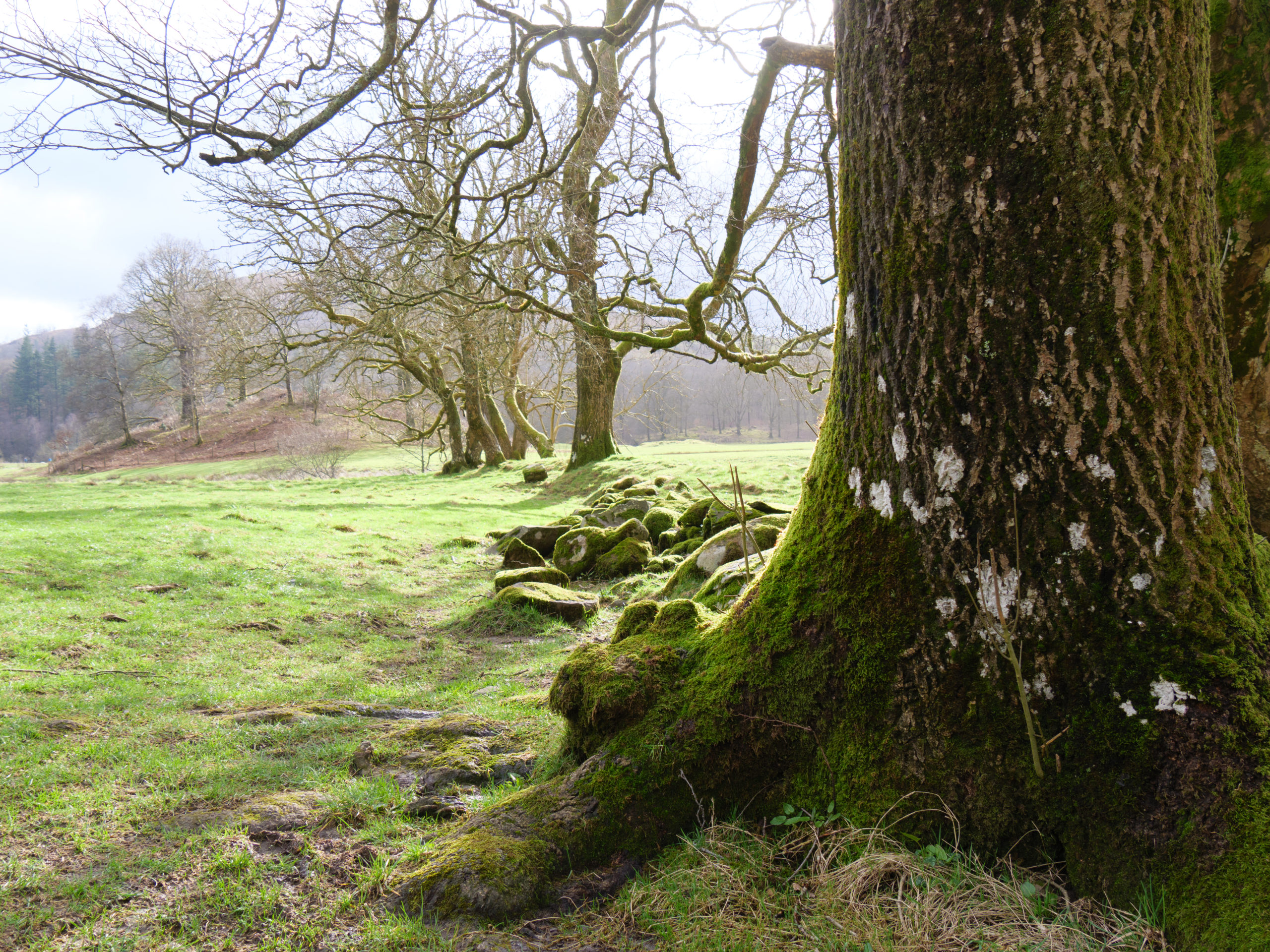 La campagne autour d'Ambleside