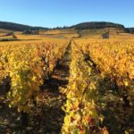 Le vignoble de la Côte d'Or