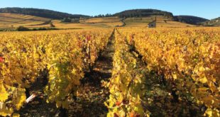 Le vignoble de la Côte d'Or