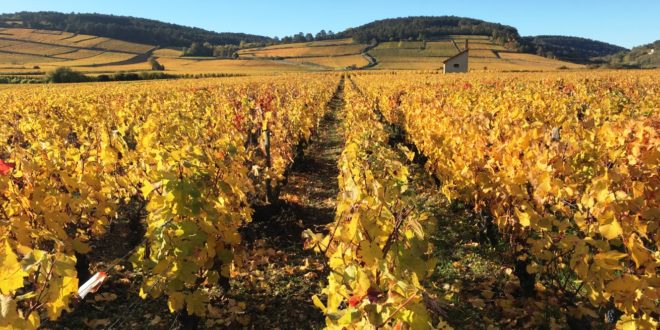 Le vignoble de la Côte d'Or