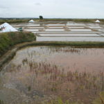 Marais salants de Guérande