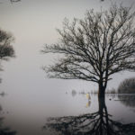 Le Lac de Grand-Lieu en hivers
