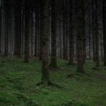 Forêt de Hirson