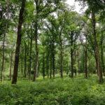 Forêt d'Othe