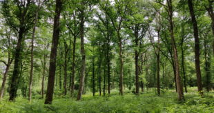 Forêt d'Othe
