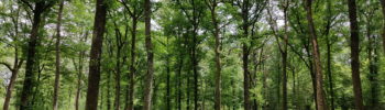Forêt d'Othe