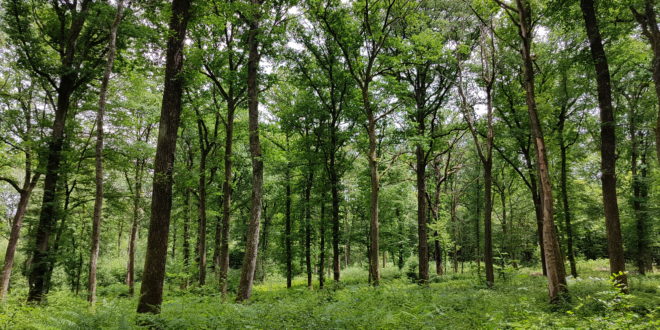 Forêt d'Othe