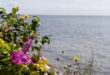 Presqu'ile de Glænø