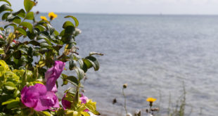Presqu'ile de Glænø