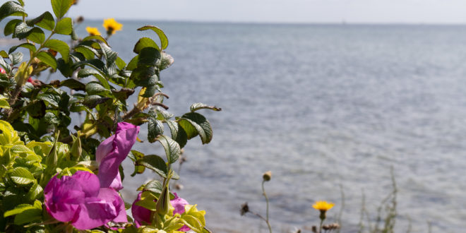 Presqu'ile de Glænø